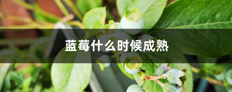 蓝莓什么时候成熟，什么时候上市