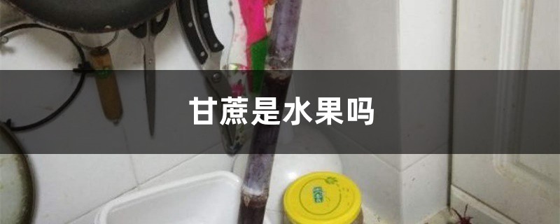 甘蔗是水果吗,甘蔗几月种植 甘蔗是水果吗,甘蔗几月种植