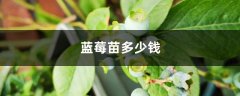 蓝莓苗多少钱（蓝莓苗价格）