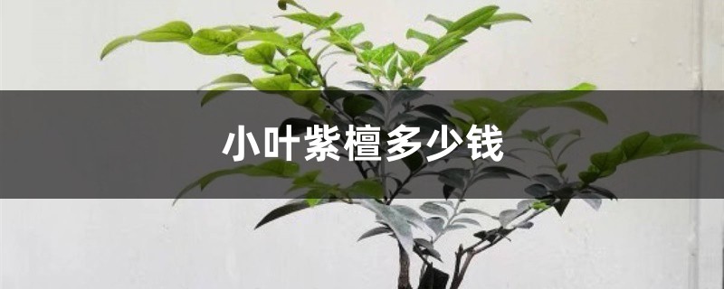 小叶紫檀多少钱,小叶紫檀树图片 小叶紫檀多少钱,小叶紫檀树图片