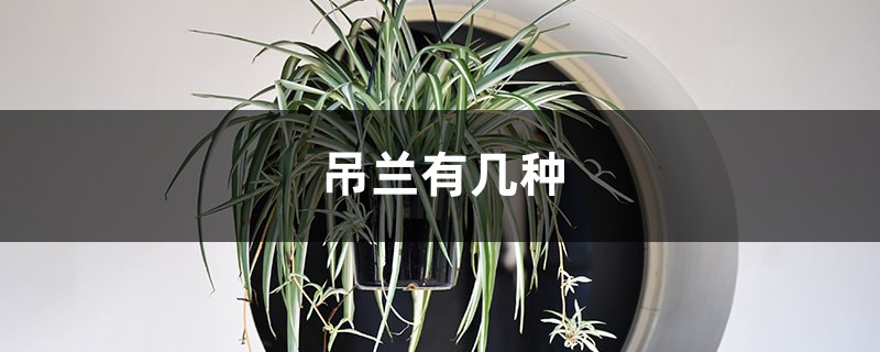 吊兰有几种,吊兰的种类 吊兰有几种,吊兰的种类