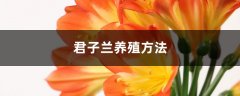 君子兰养殖方法，君子兰用什么肥料