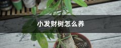 小发财树好养吗，怎么养