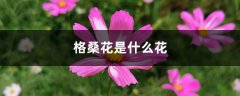 格桑花是什么花，格桑花什么时候开