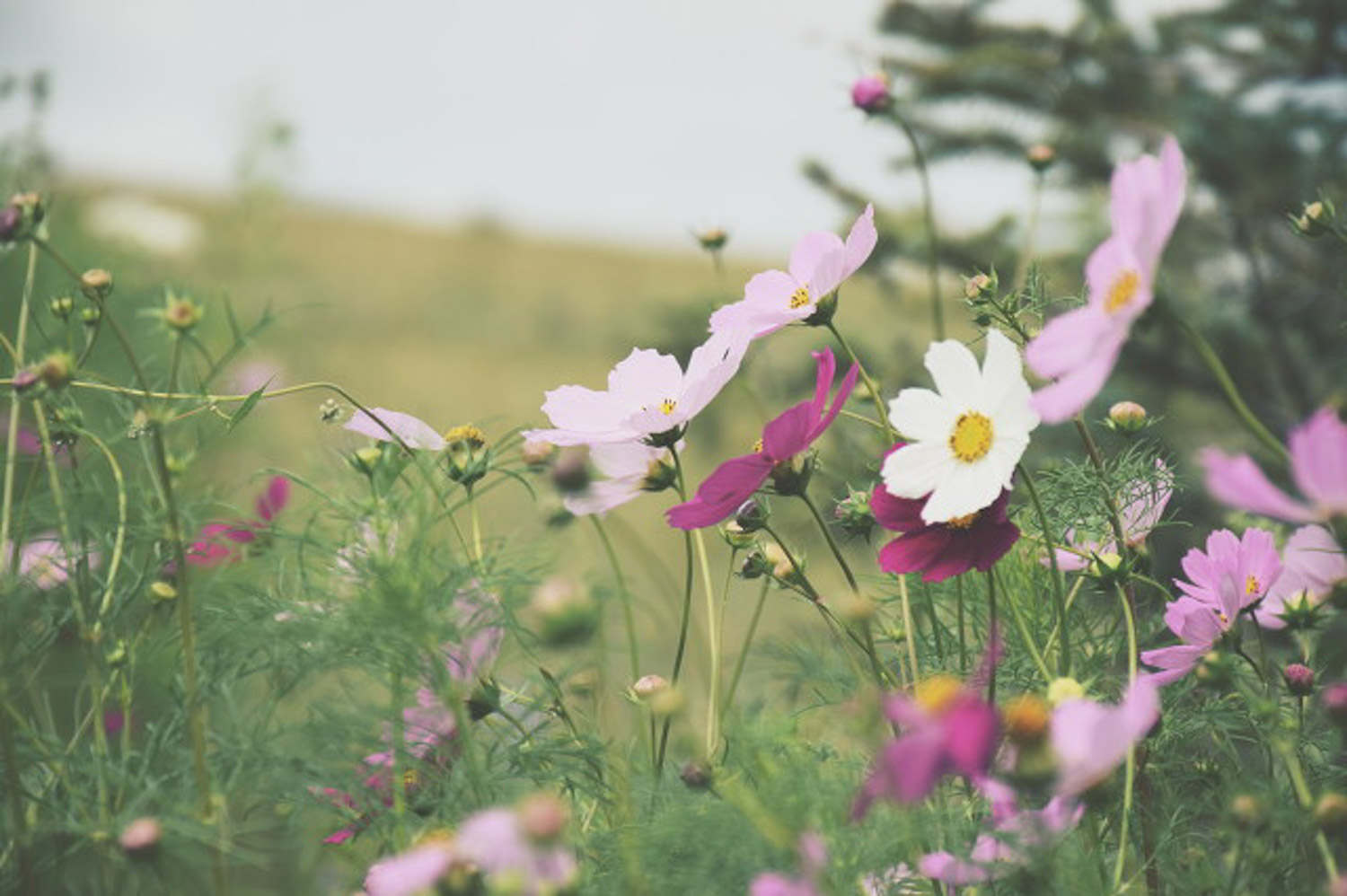 格桑花 格桑花