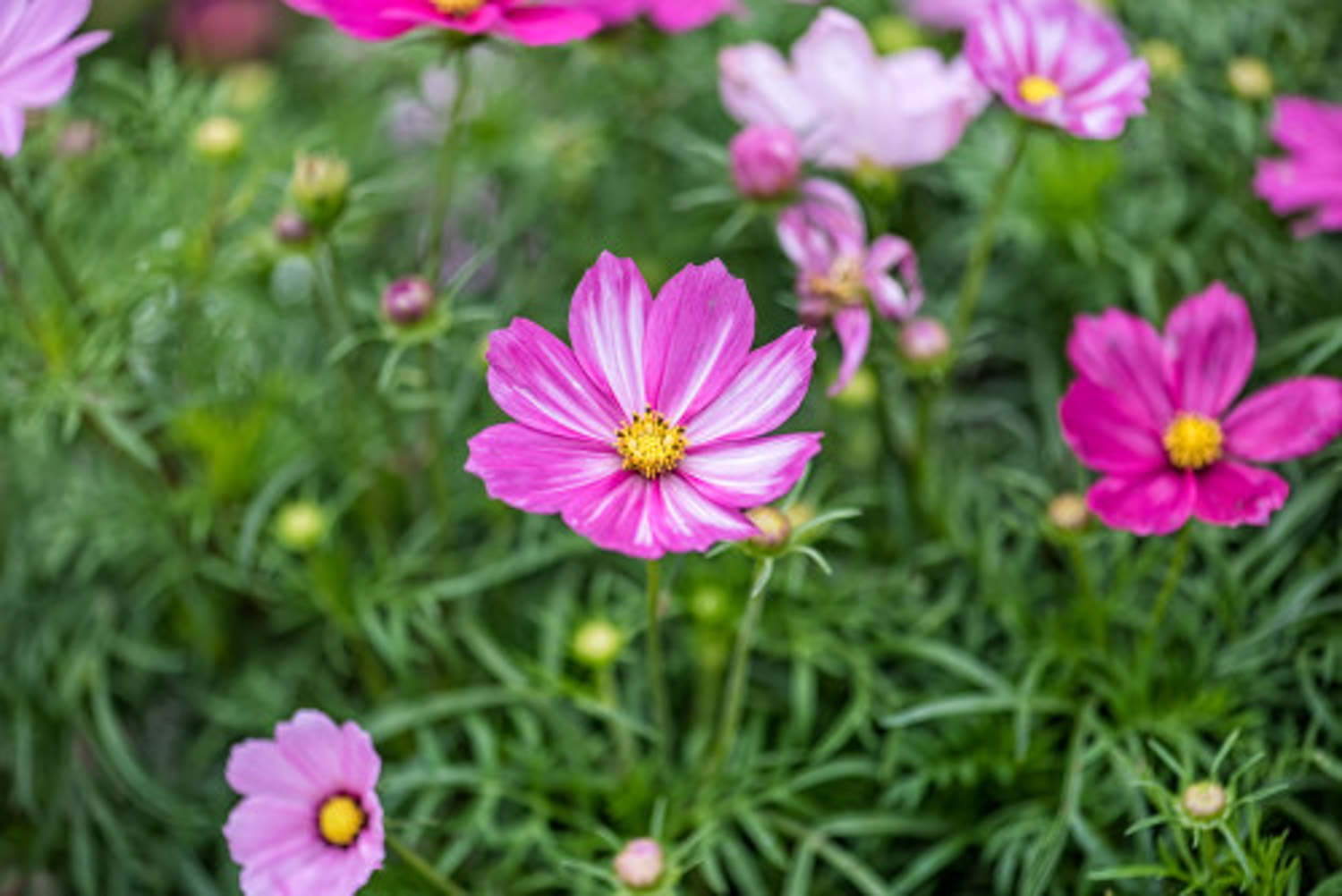 格桑花 格桑花