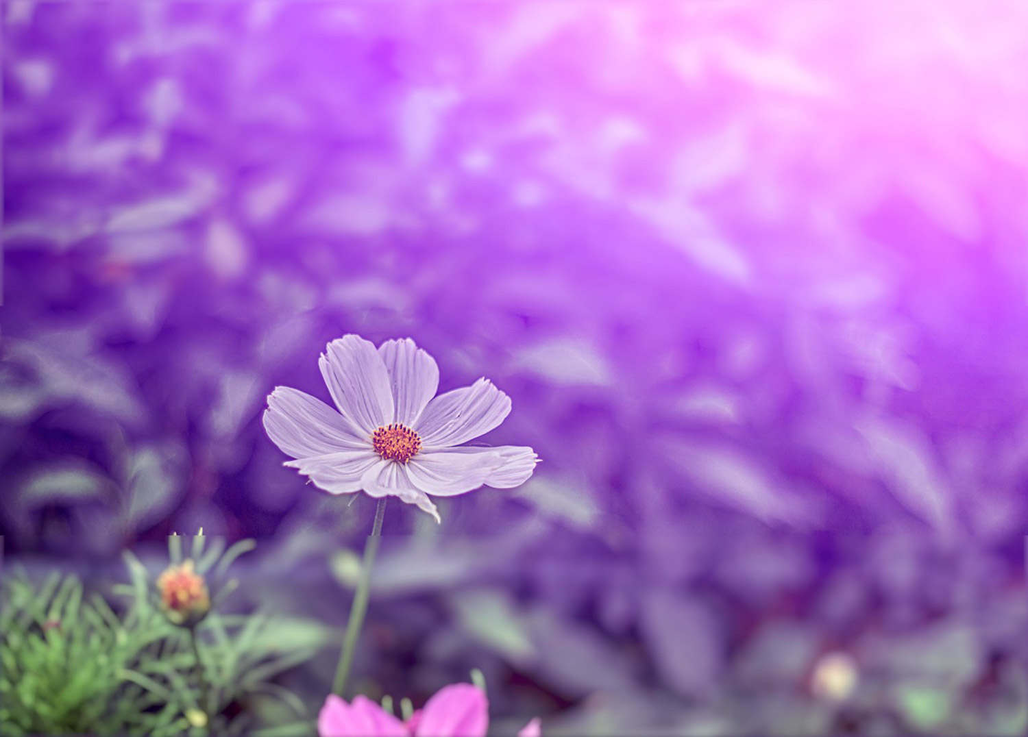 格桑花 格桑花