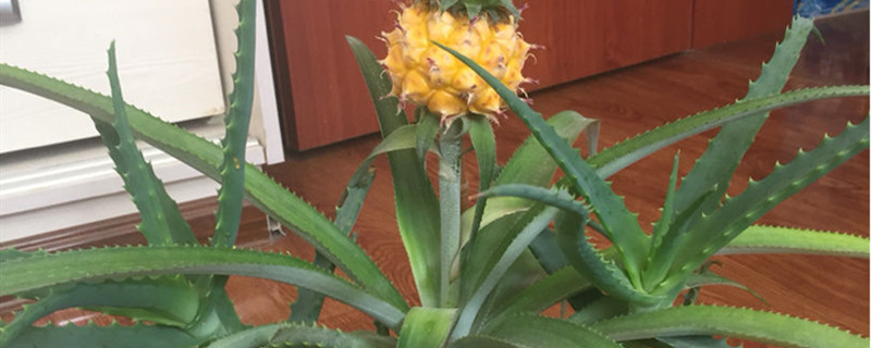 菠萝与凤梨的区别,凤梨图片 菠萝与凤梨的区别,凤梨图片