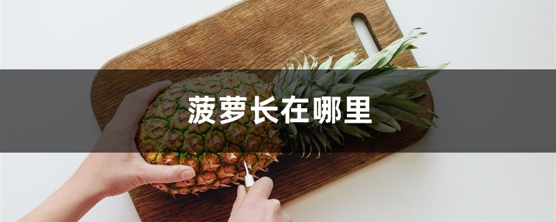 菠萝长在哪里,菠萝怎么长的 菠萝长在哪里,菠萝怎么长的