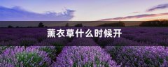 薰衣草什么时候开，薰衣草图片