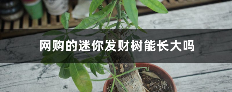 小发财树能养大吗,小发财树图片 小发财树能养大吗,小发财树图片