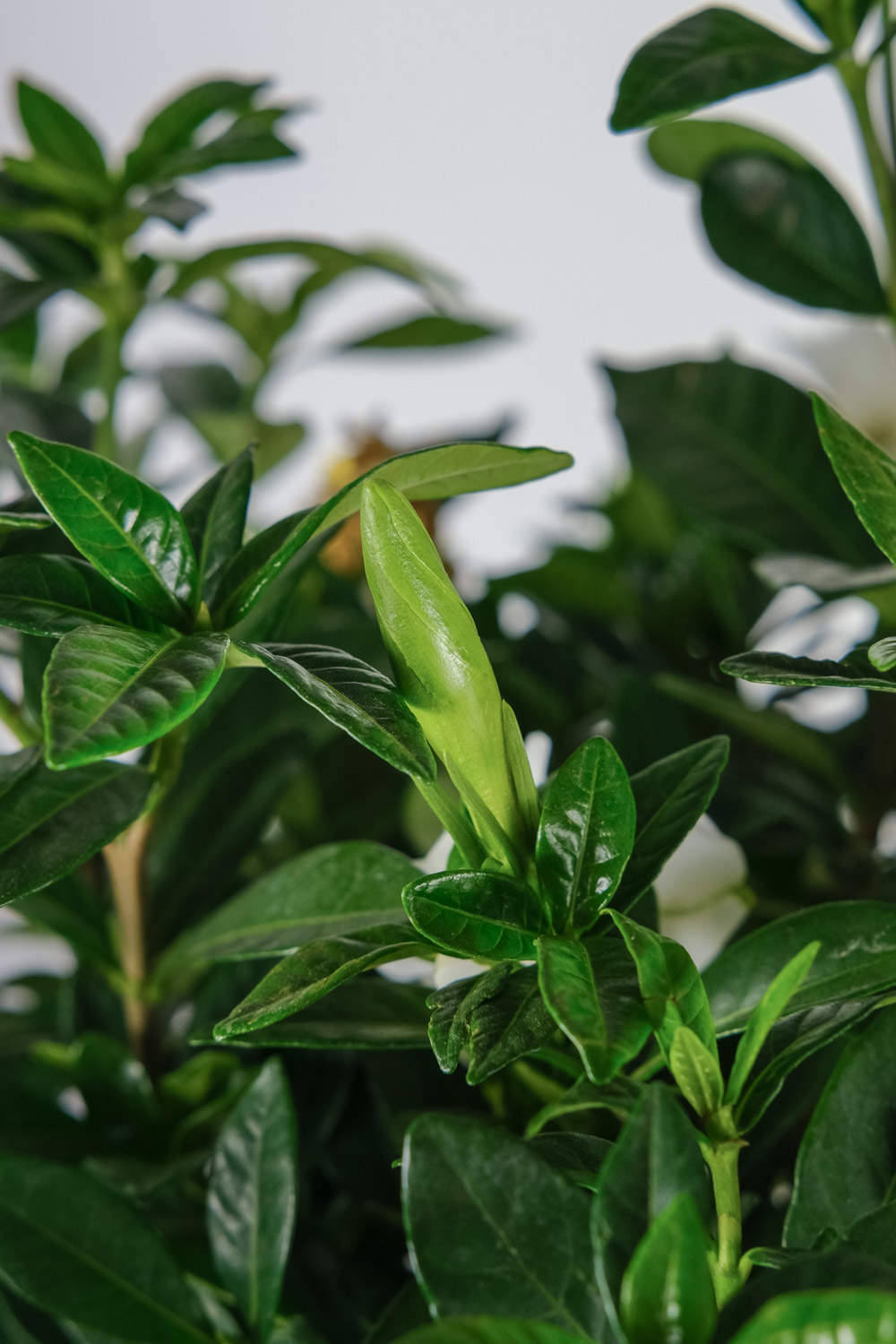 栀子花 栀子花