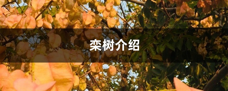 栾树介绍,栾树多少钱 栾树介绍,栾树多少钱