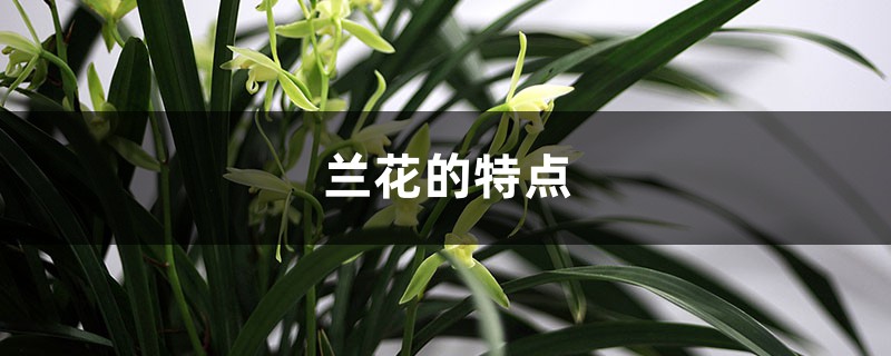 兰花的特点,怎样养兰花 兰花的特点,怎样养兰花