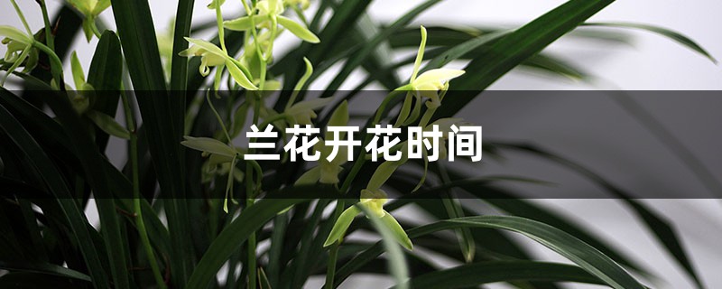 兰花开花时间,兰花怎么养才能开花 兰花开花时间,兰花怎么养才能开花