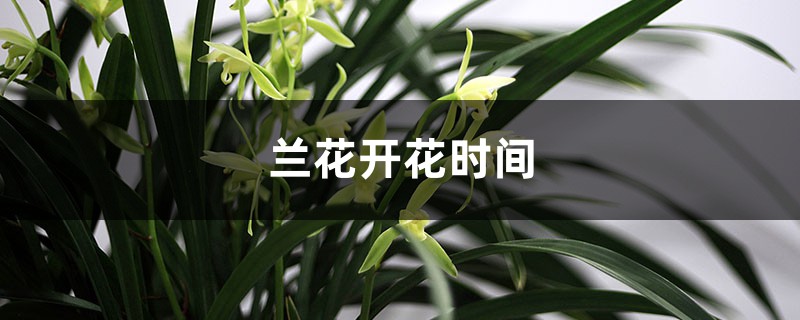 兰花开花时间，兰花怎么养才能开花