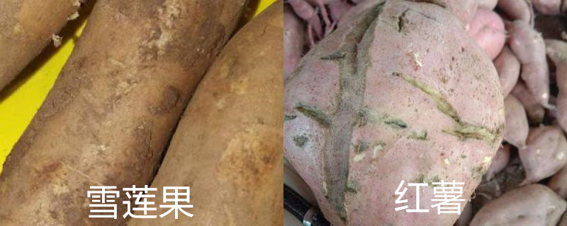 雪莲果和红薯的区别,雪莲果图片 雪莲果和红薯的区别,雪莲果图片