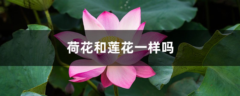 荷花和莲花一样吗,荷花的图片 荷花和莲花一样吗,荷花的图片