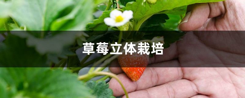 草莓立体栽培,草莓立体种植槽 草莓立体栽培,草莓立体种植槽