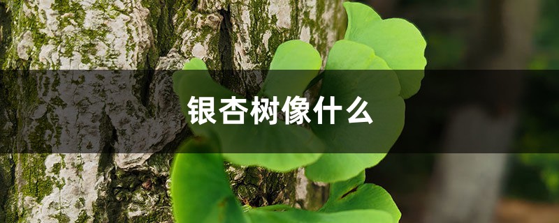 银杏树像什么,银杏图片 银杏树像什么,银杏图片