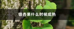 银杏果什么时候成熟，银杏果的作用