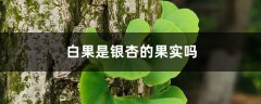 白果是银杏的果实吗