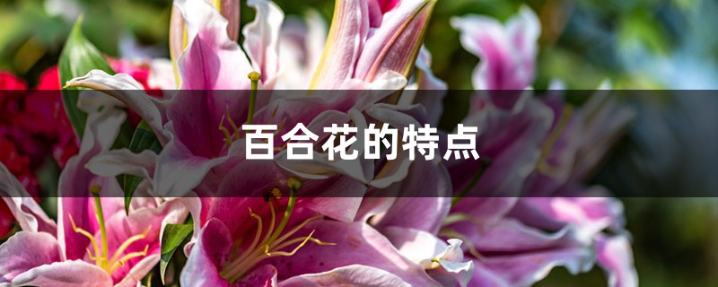 百合花的特点,百合花图片大全 百合花的特点,百合花图片大全