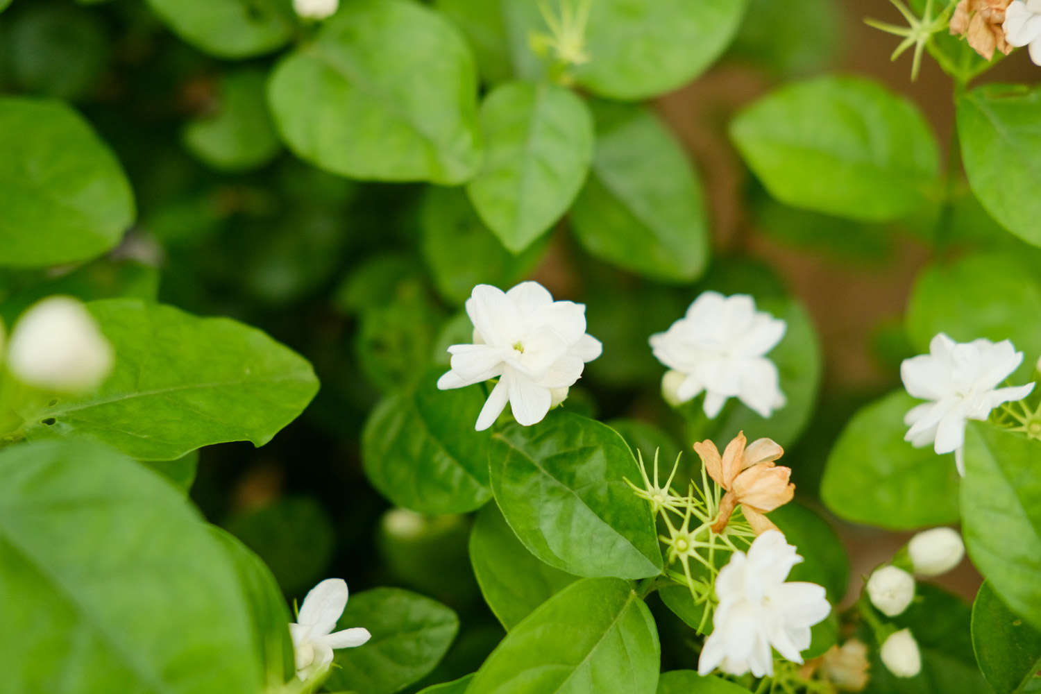 茉莉 茉莉