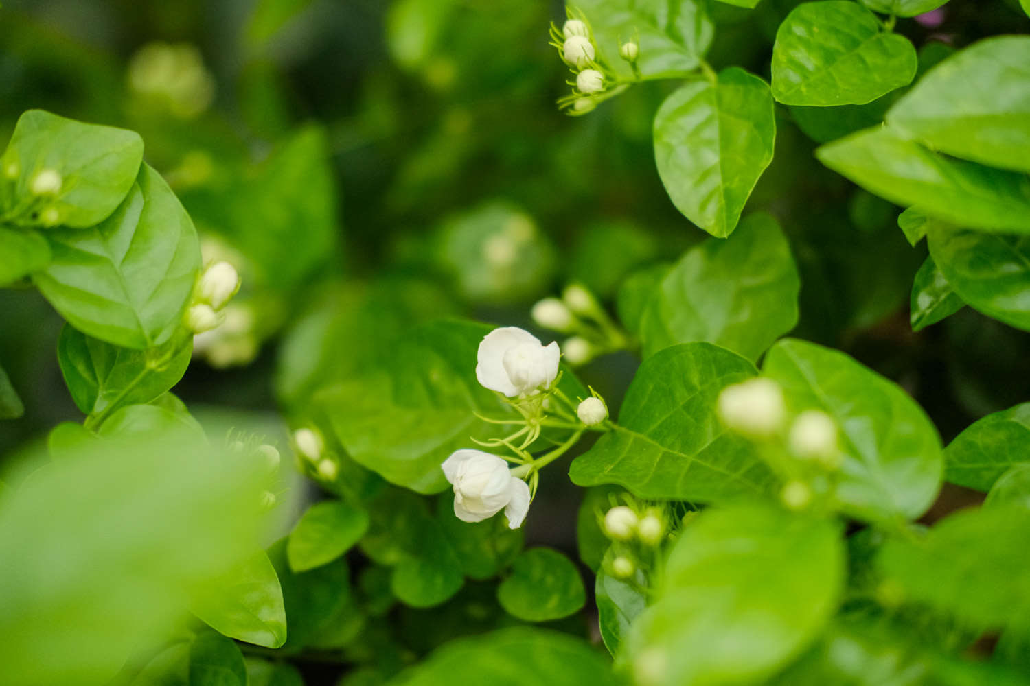 茉莉 茉莉