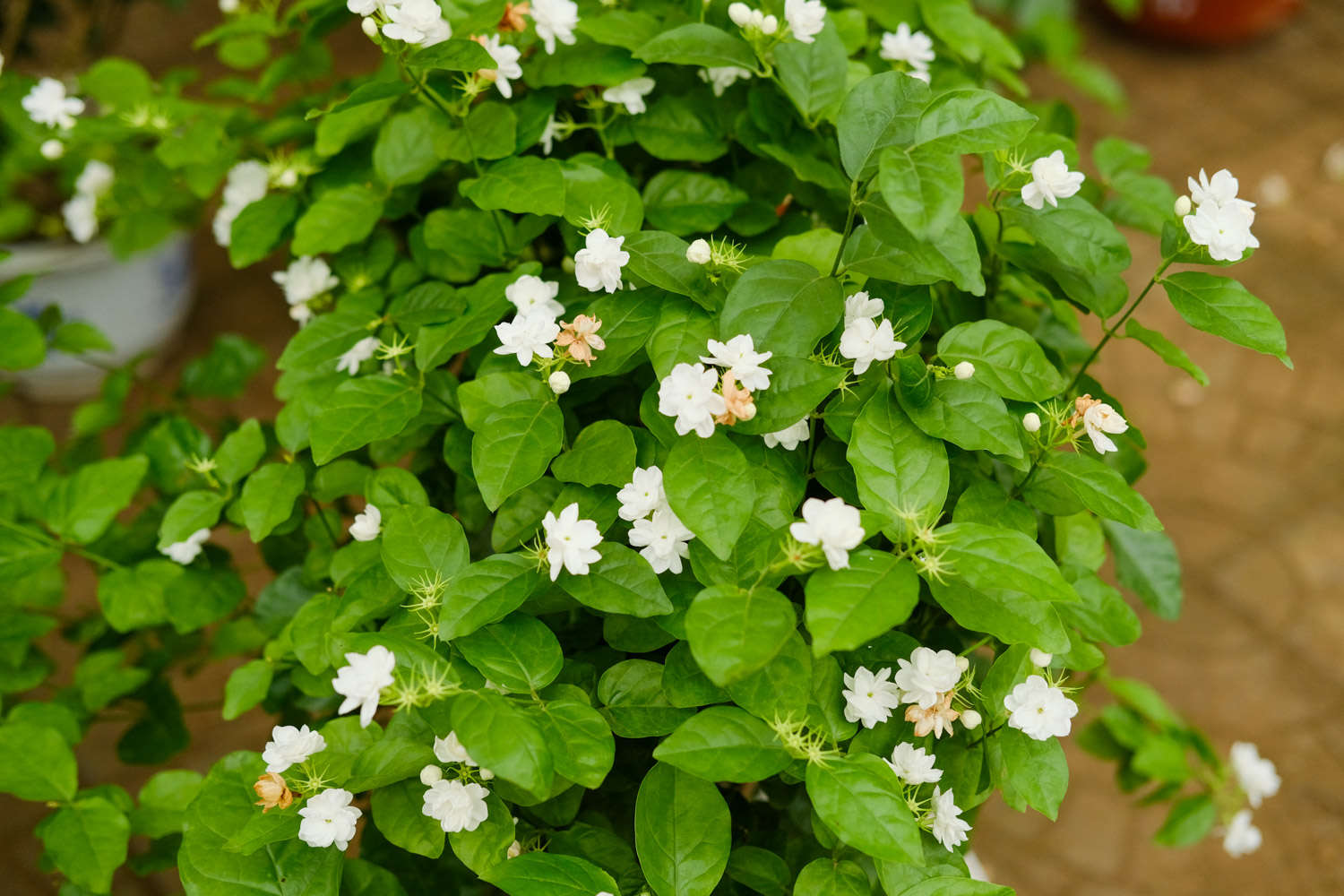 茉莉 茉莉