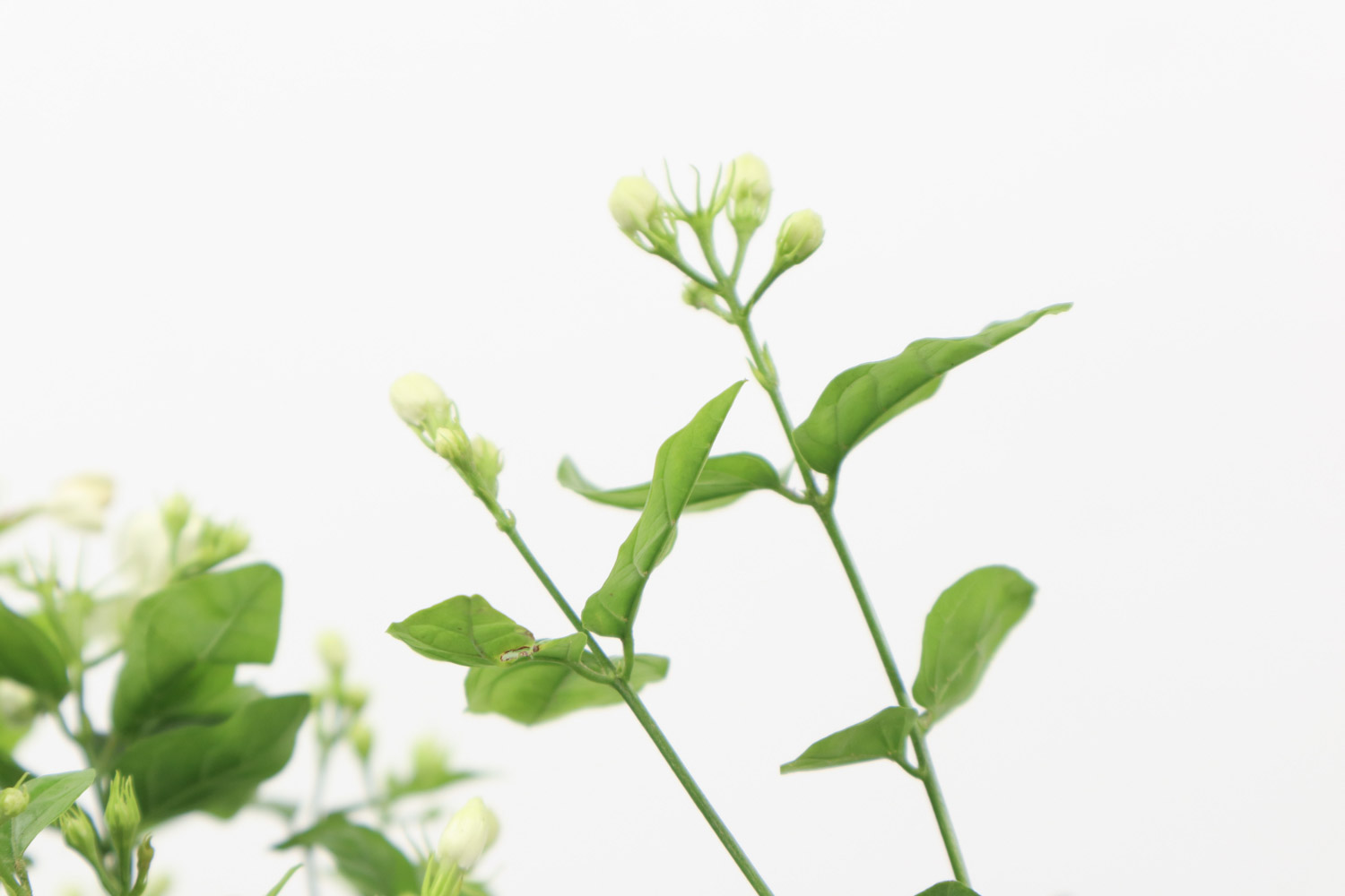 茉莉 茉莉
