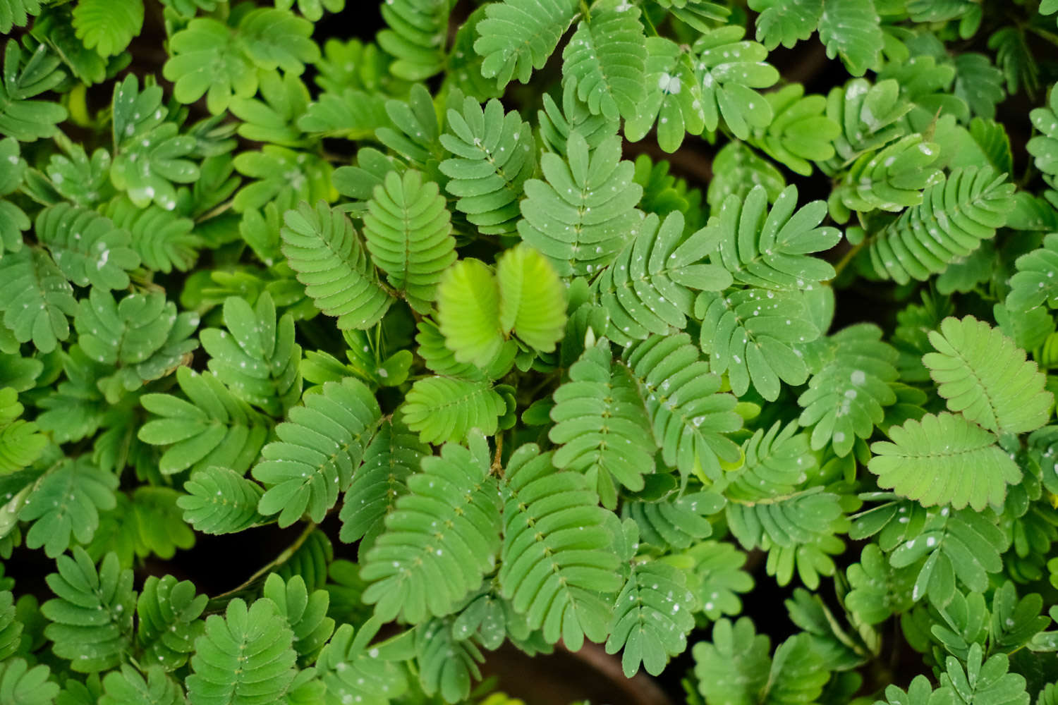 含羞草 含羞草