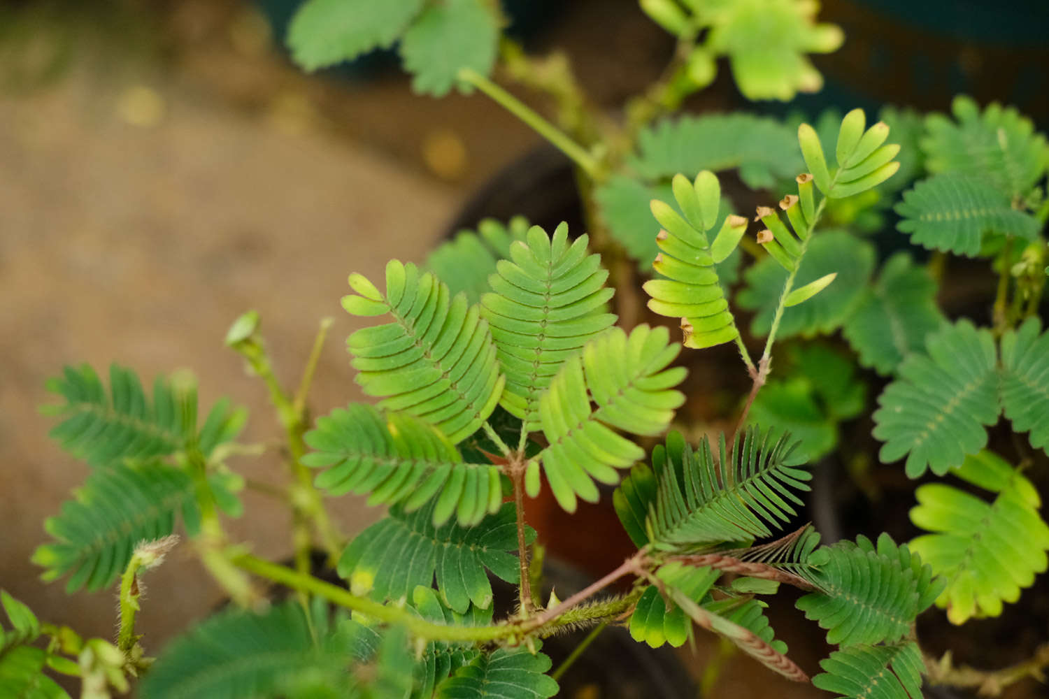 含羞草 含羞草