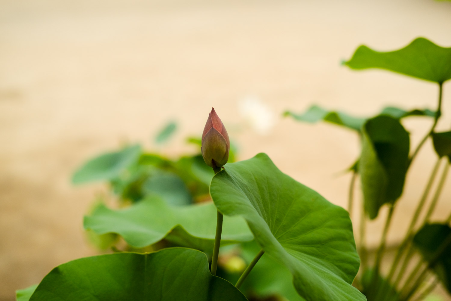 荷花 荷花