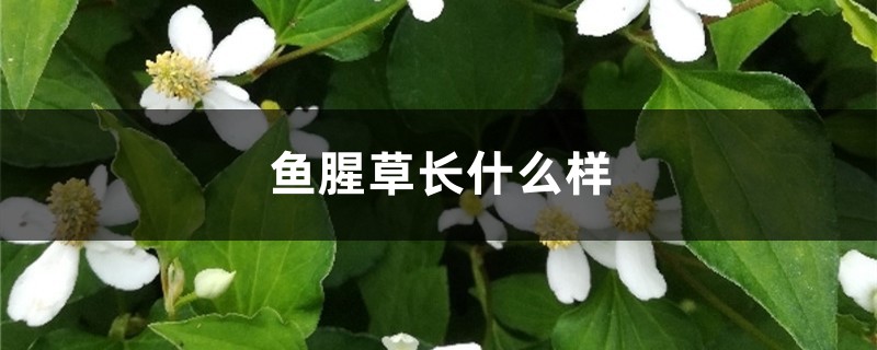 鱼腥草长什么样,鱼腥草图片 鱼腥草长什么样,鱼腥草图片