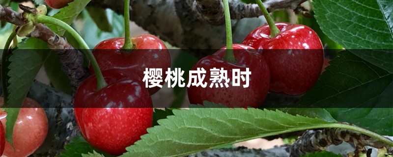 樱桃成熟时,樱桃什么时候成熟 樱桃成熟时,樱桃什么时候成熟