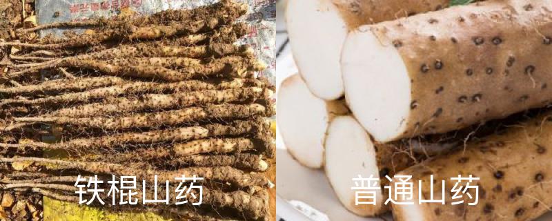 铁棍山药和普通山药的区别 铁棍山药和普通山药的区别