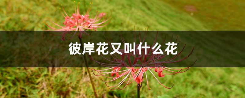彼岸花是什么花,彼岸花又叫什么花 彼岸花是什么花,彼岸花又叫什么花