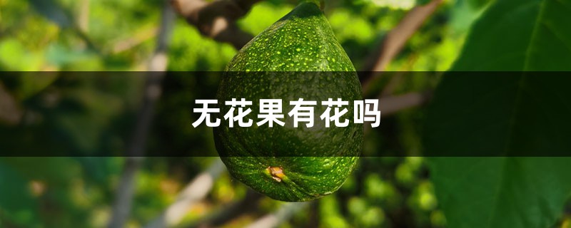 无花果有花吗，无花果为什么叫无花果