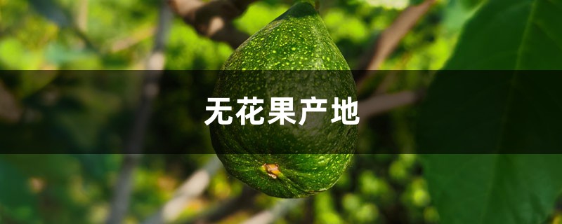 无花果产地，无花果价格