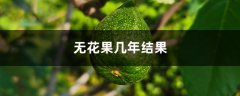 无花果几年结果，无花果一年结几次果