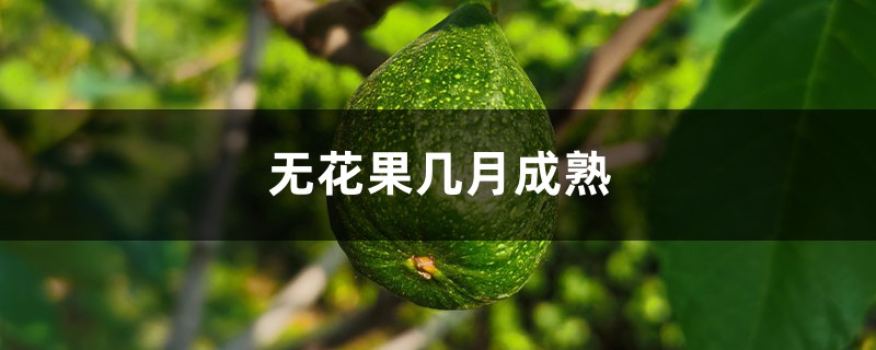无花果几月成熟,无花果怎么保存 无花果几月成熟,无花果怎么保存