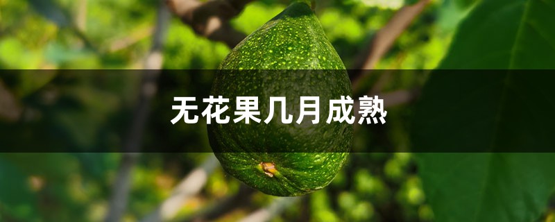 无花果几月成熟，无花果怎么保存