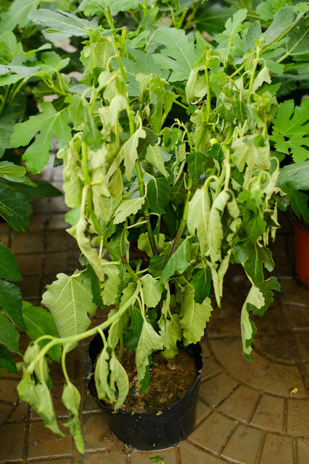 无花果 无花果