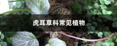 虎耳草科常见植物，虎儿草科又叫什么