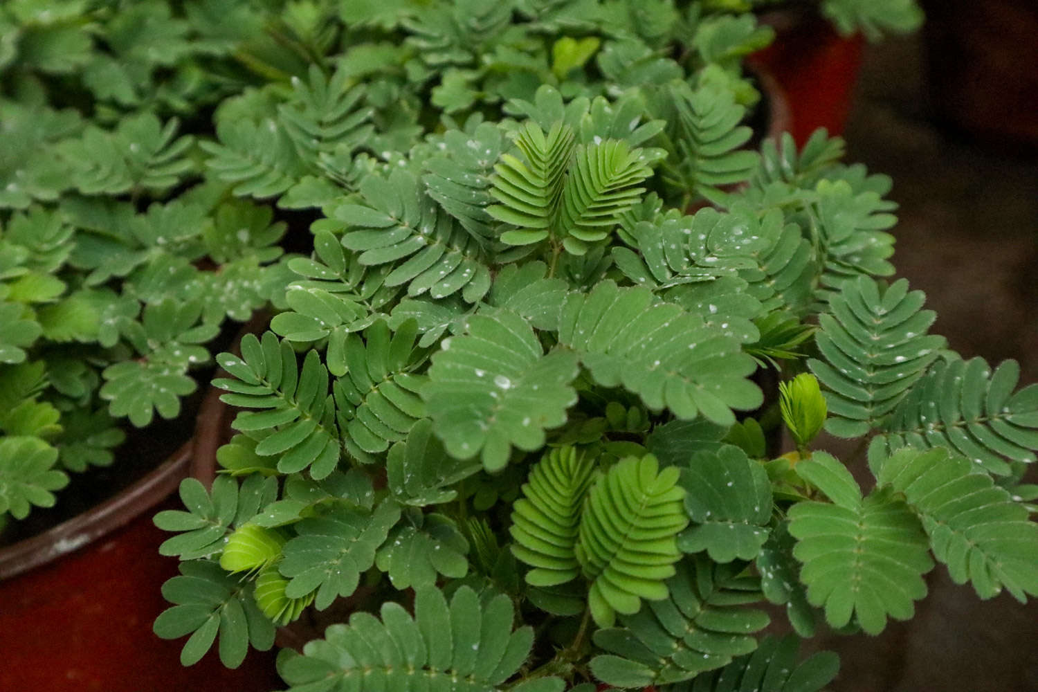 含羞草 含羞草