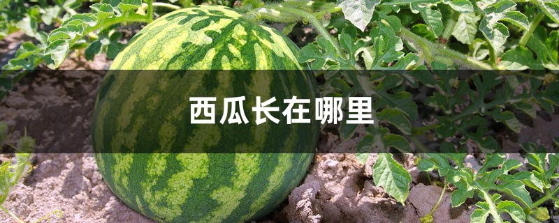 西瓜长在哪里,西瓜原产地 西瓜长在哪里,西瓜原产地
