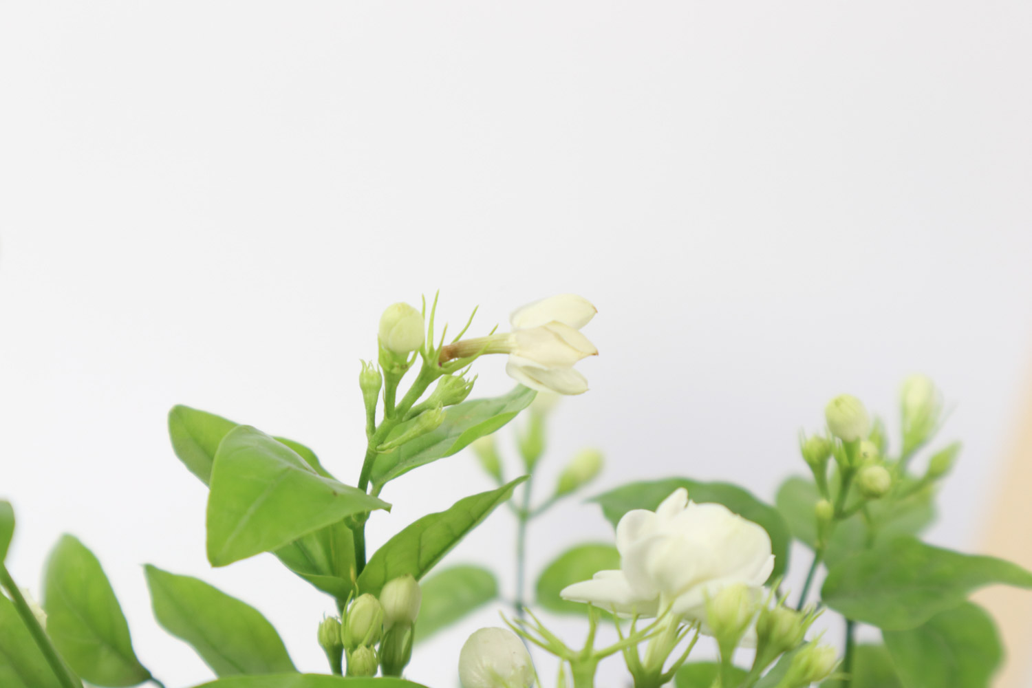 茉莉 茉莉