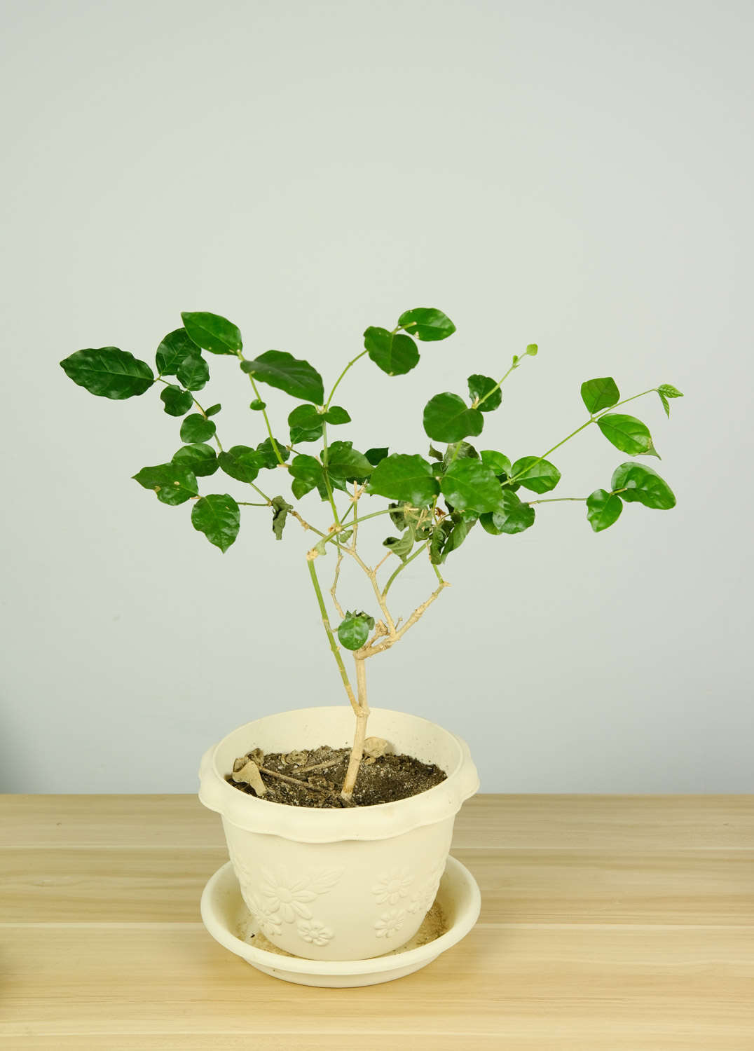 茉莉 茉莉