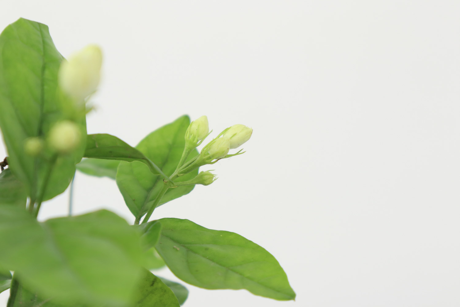 茉莉 茉莉